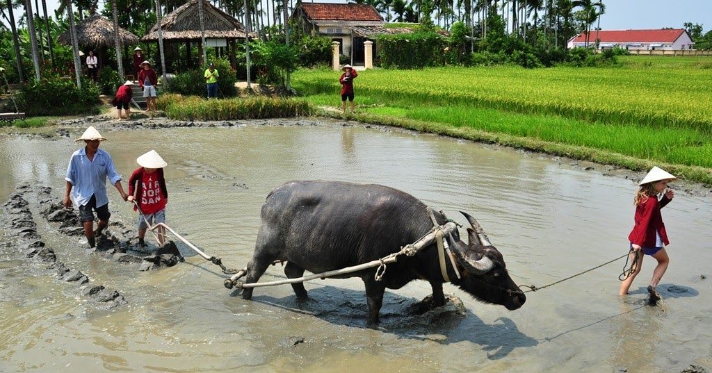 Mơ thấy Cày cấy đánh đề con gì? Ý nghĩa giấc mơ thấy cày cấy