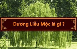 Mệnh Dương Liễu Mộc là gì?